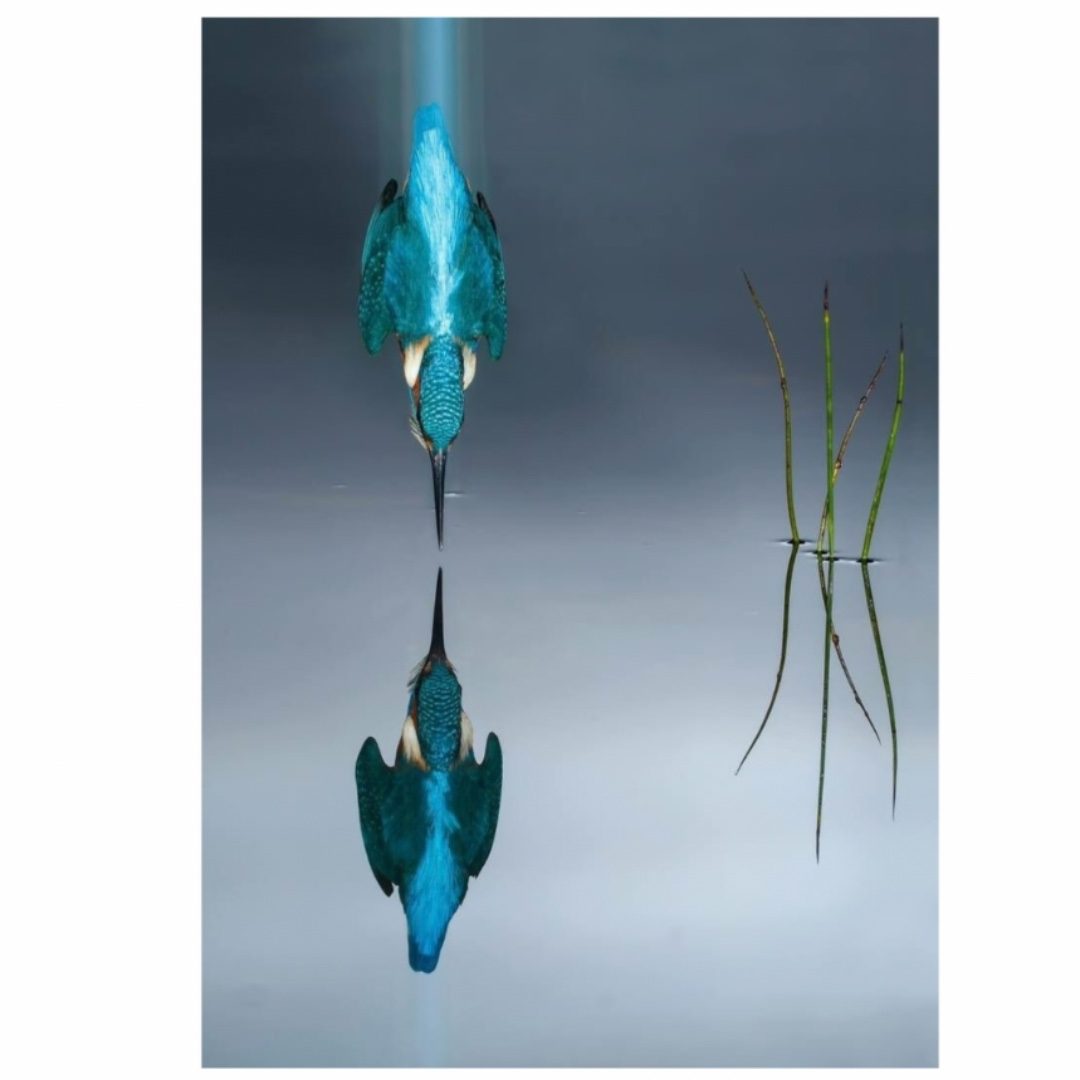 one of my fav pictures ever: "It took 6 years, 4,200 hours and 720,000 photos for wildlife photographer Alan McFadyen to get this perfect shot. Kingfisher diving into the water..." #kingfisher #math #nature